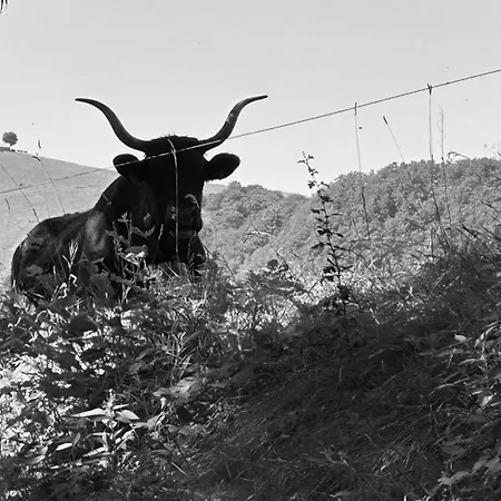 דירה Au Coeur De L'auvergne Nohanent